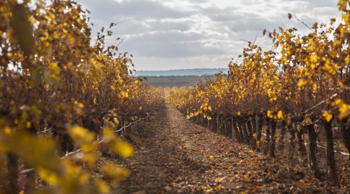 Пейзаж виноградников Рекены осенью