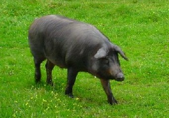 Черная иберийская свинья на зеленом лугу